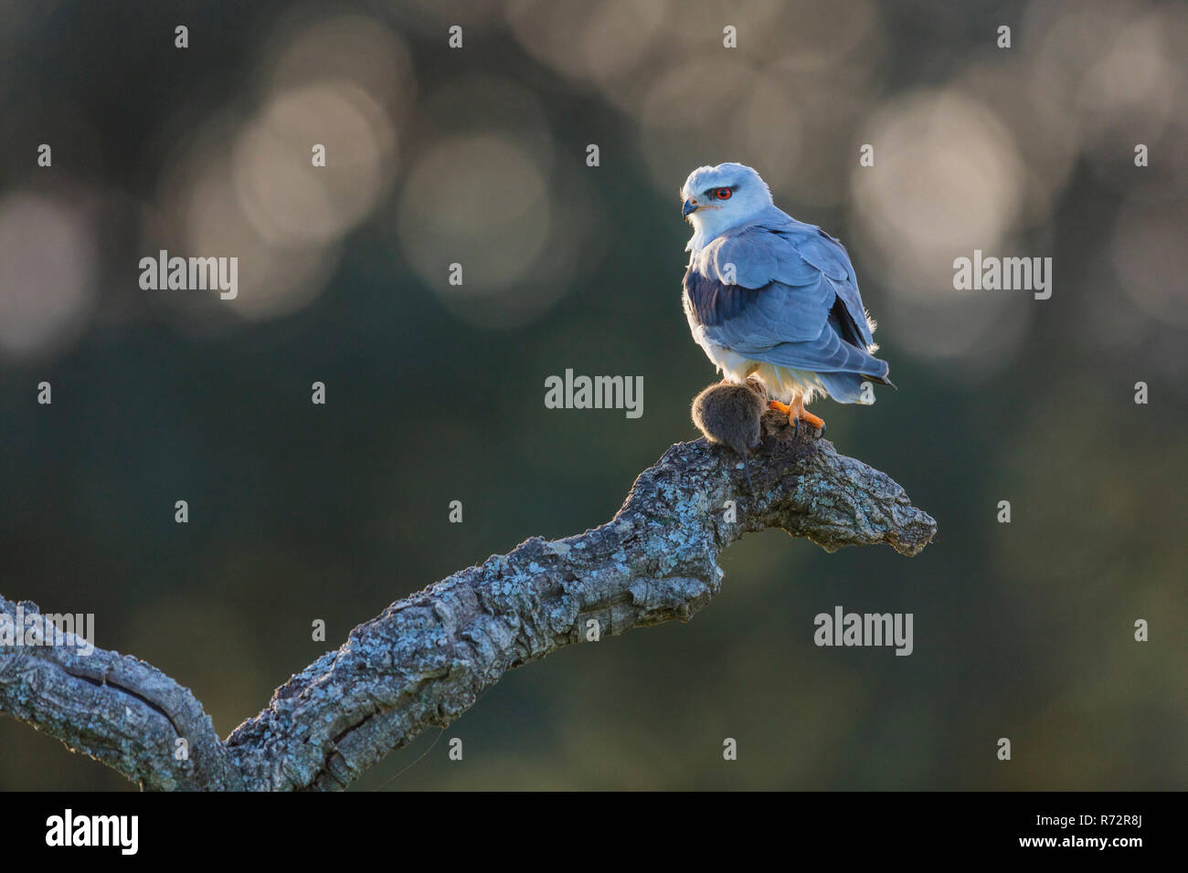 Schwarz abgesetzten Kite, Spanien, (Elanus caeruleus) Stockfoto