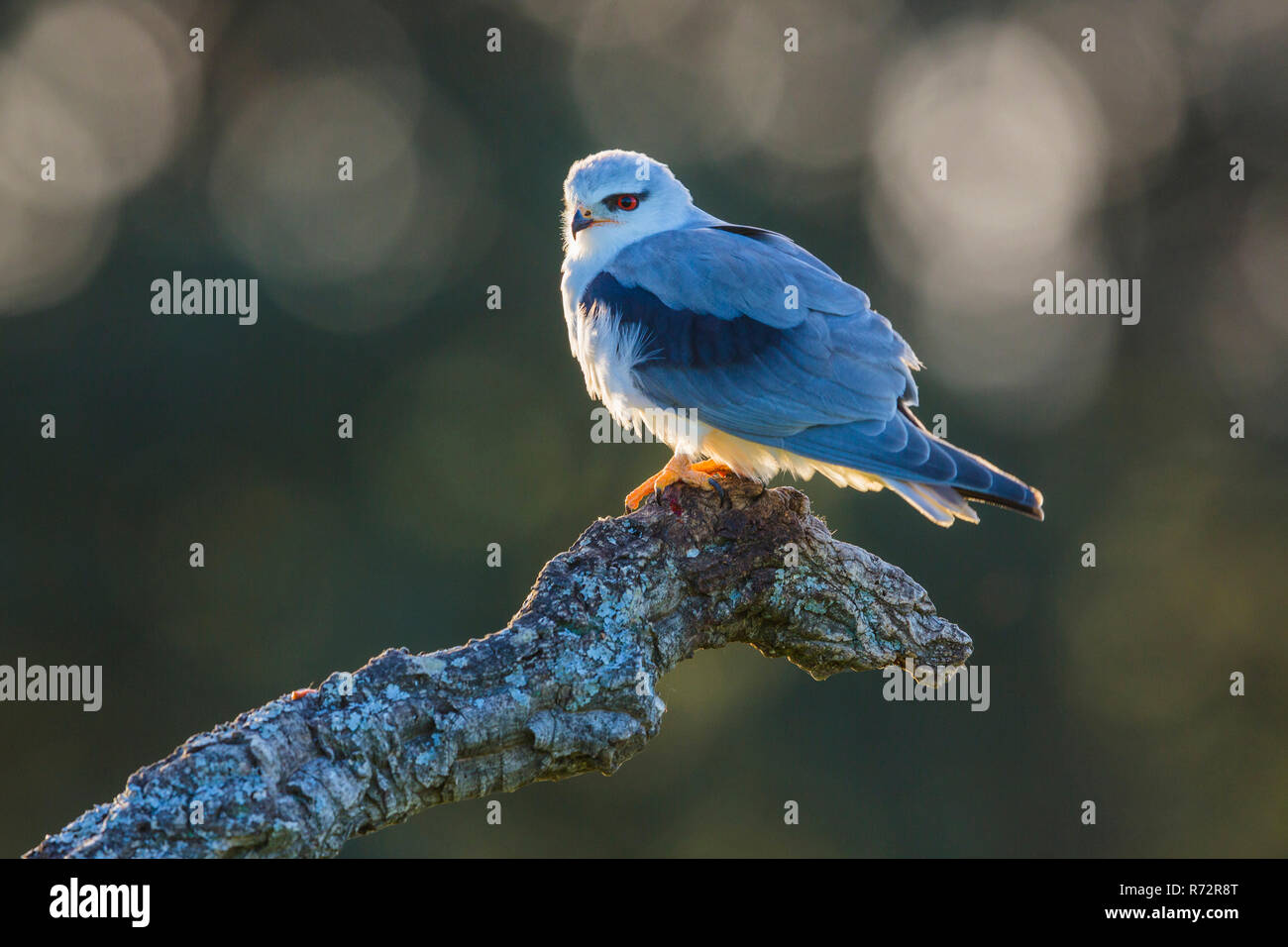 Schwarz abgesetzten Kite, Spanien, (Elanus caeruleus) Stockfoto