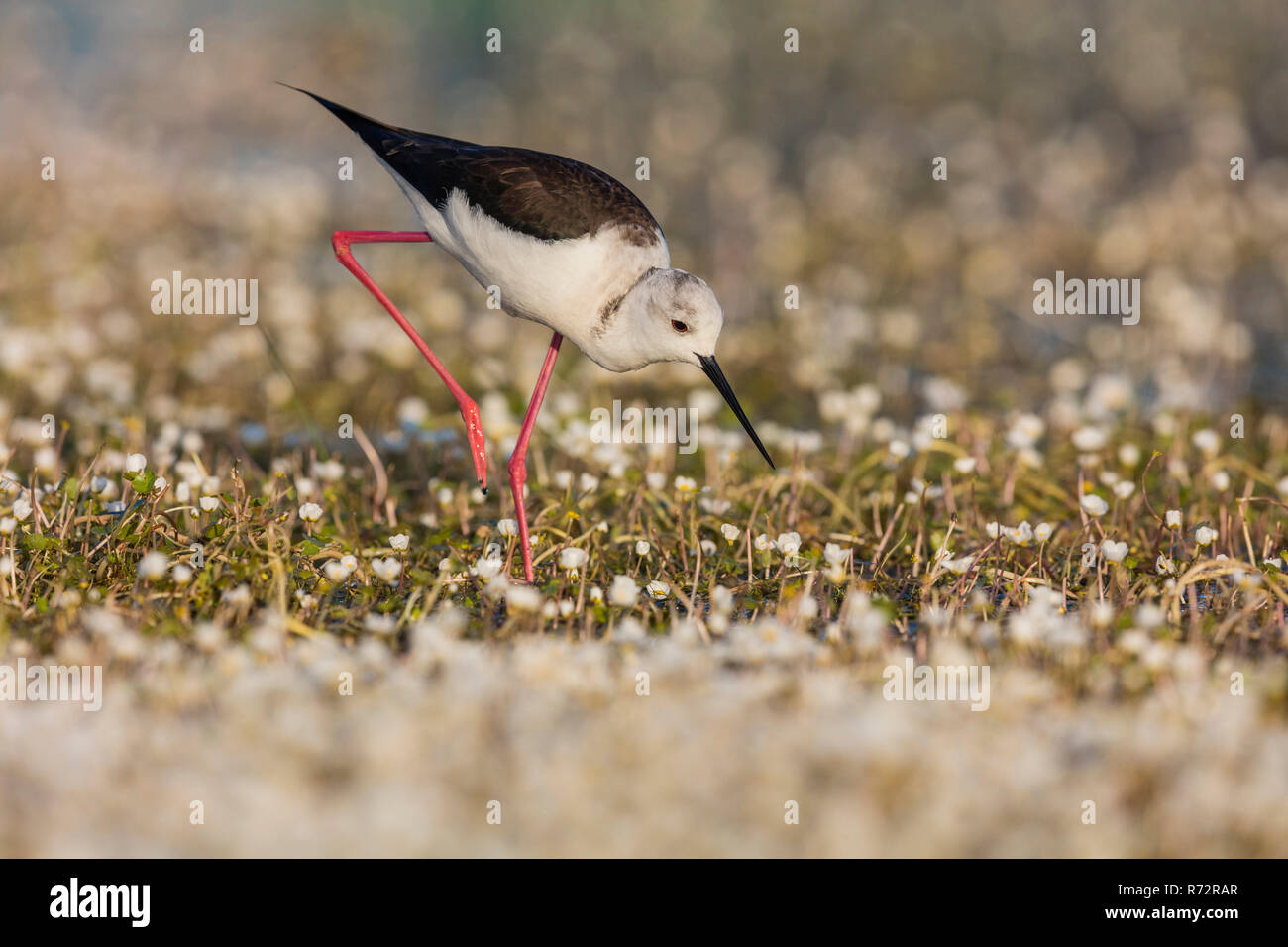 Schwarz geflügelte Stelzenläufer, Spanien, (Himantopus himantopus) Stockfoto