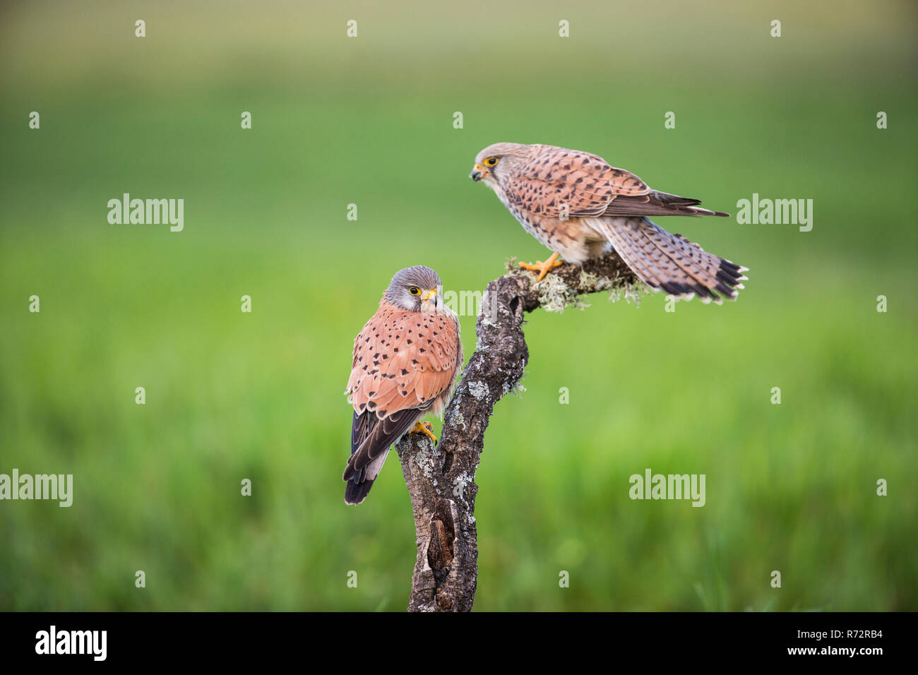 Kestrel m, Spanien, (Falco tinnunculus) Stockfoto