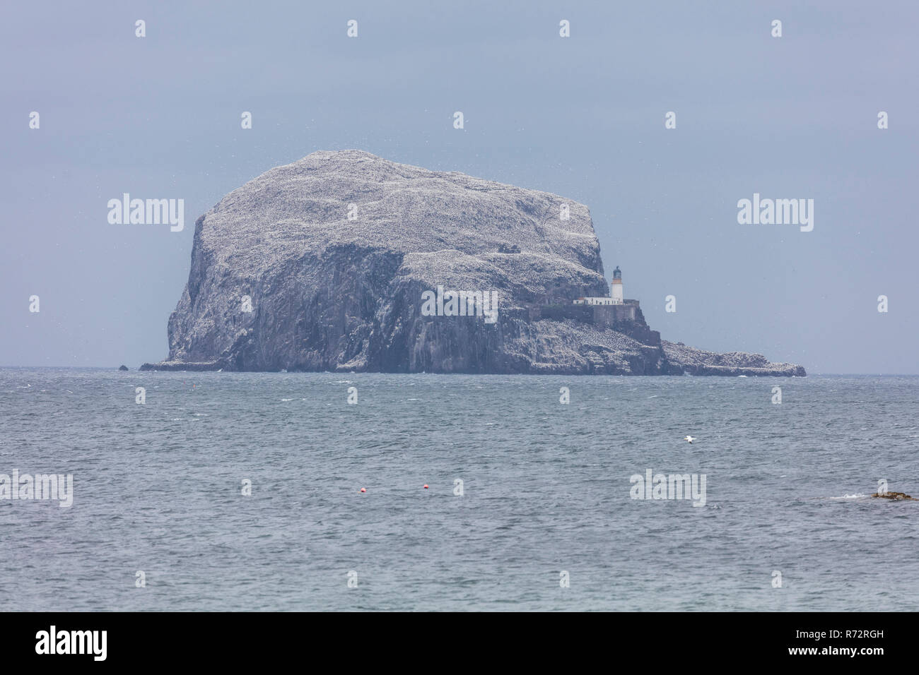 Bass Rock 2016, Schottland Stockfoto