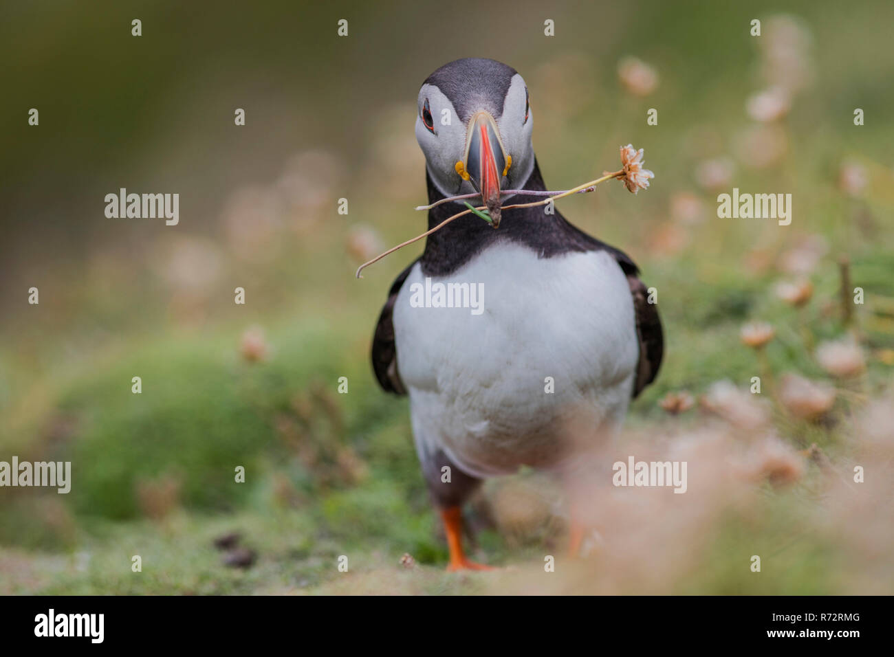 Papageitaucher, GB, Shetlandinseln, (Fratercula arctica) Stockfoto