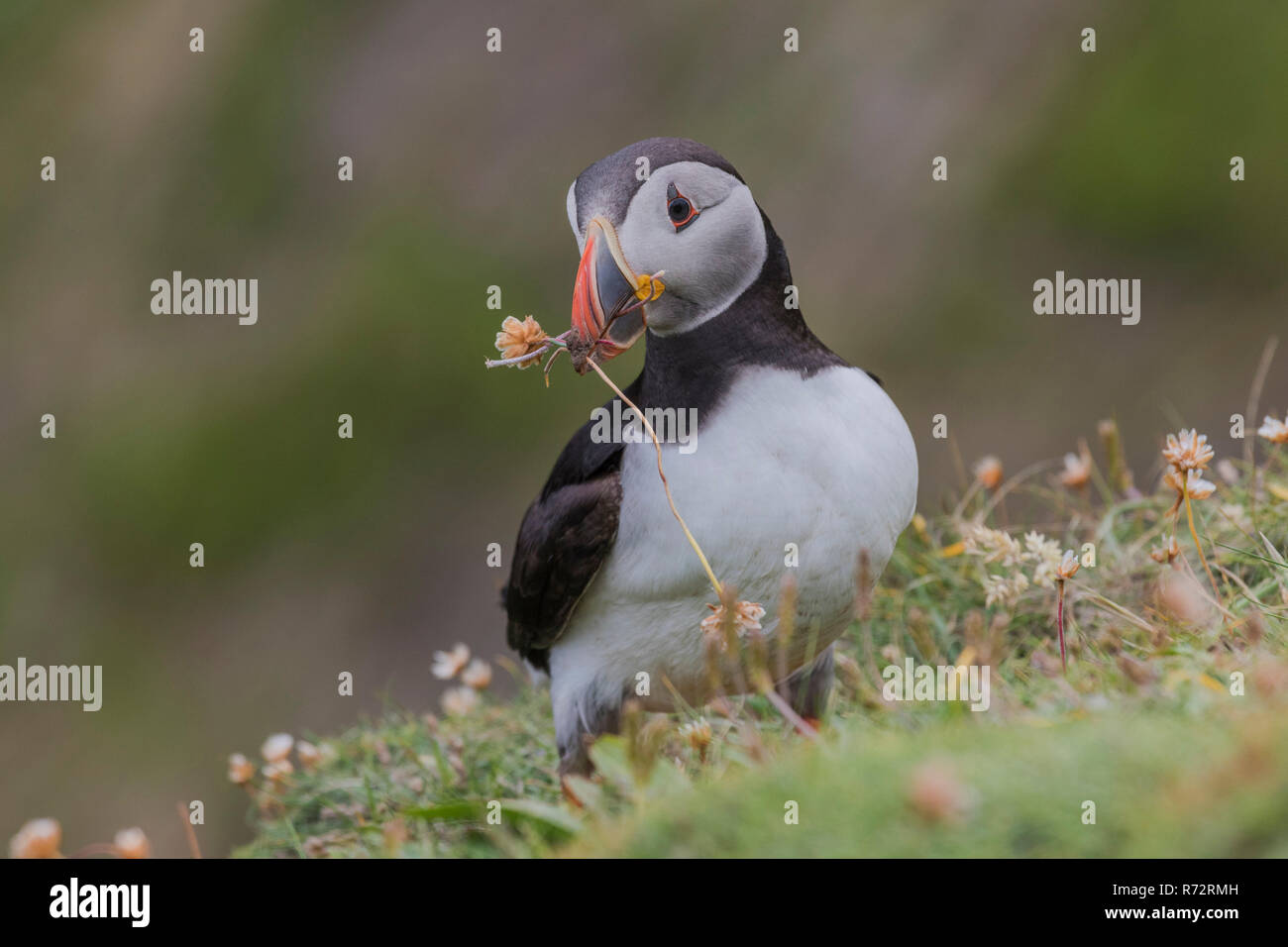 Papageitaucher, GB, Shetlandinseln, (Fratercula arctica) Stockfoto