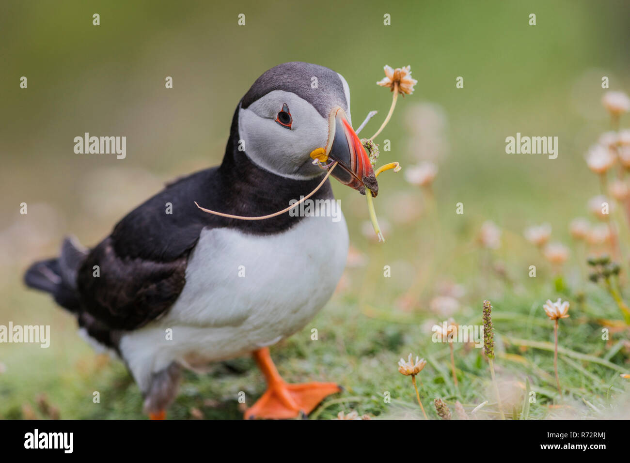 Papageitaucher, GB, Shetlandinseln, (Fratercula arctica) Stockfoto