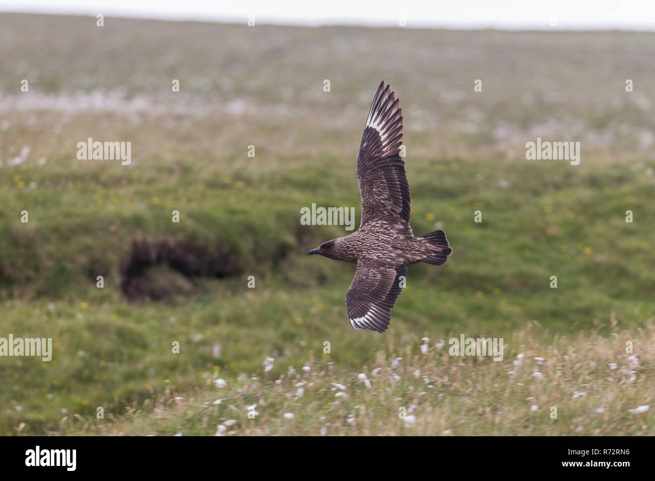 Papageitaucher, GB, Shetlandinseln, Unst, (Eulen skua) Stockfoto