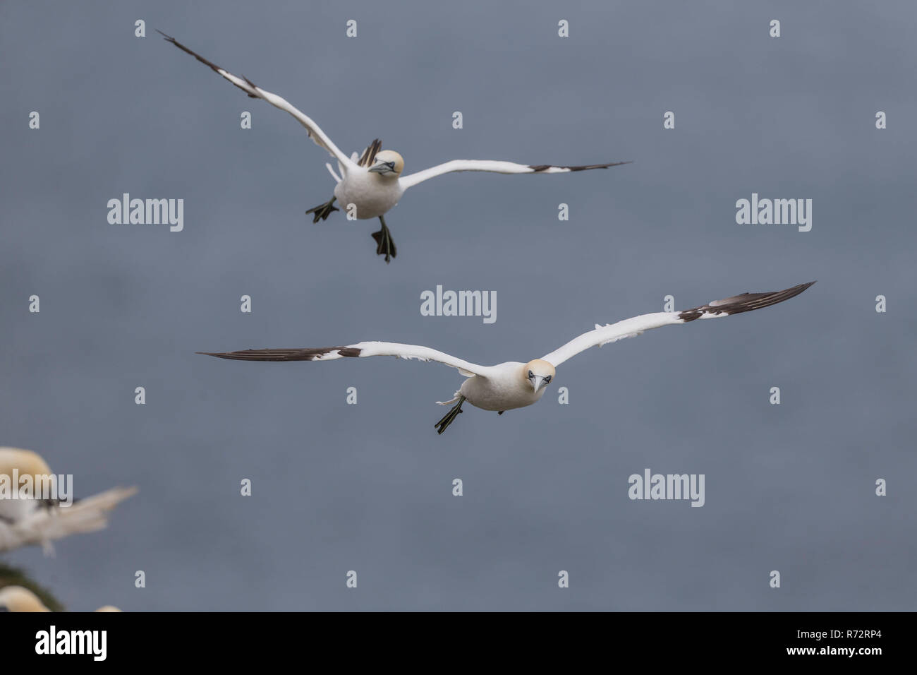 Flying Basstölpel, England, Bempton Cliffs, (Morus bassanus) Stockfoto