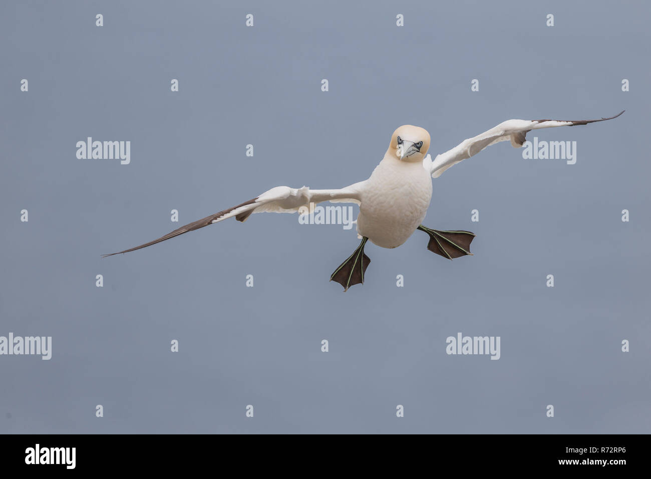 Flying Basstölpel, England, Bempton Cliffs, (Morus bassanus) Stockfoto
