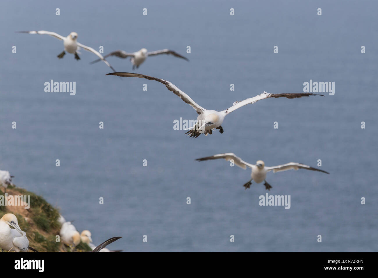 Flying Basstölpel, England, Bempton Cliffs, (Morus bassanus) Stockfoto
