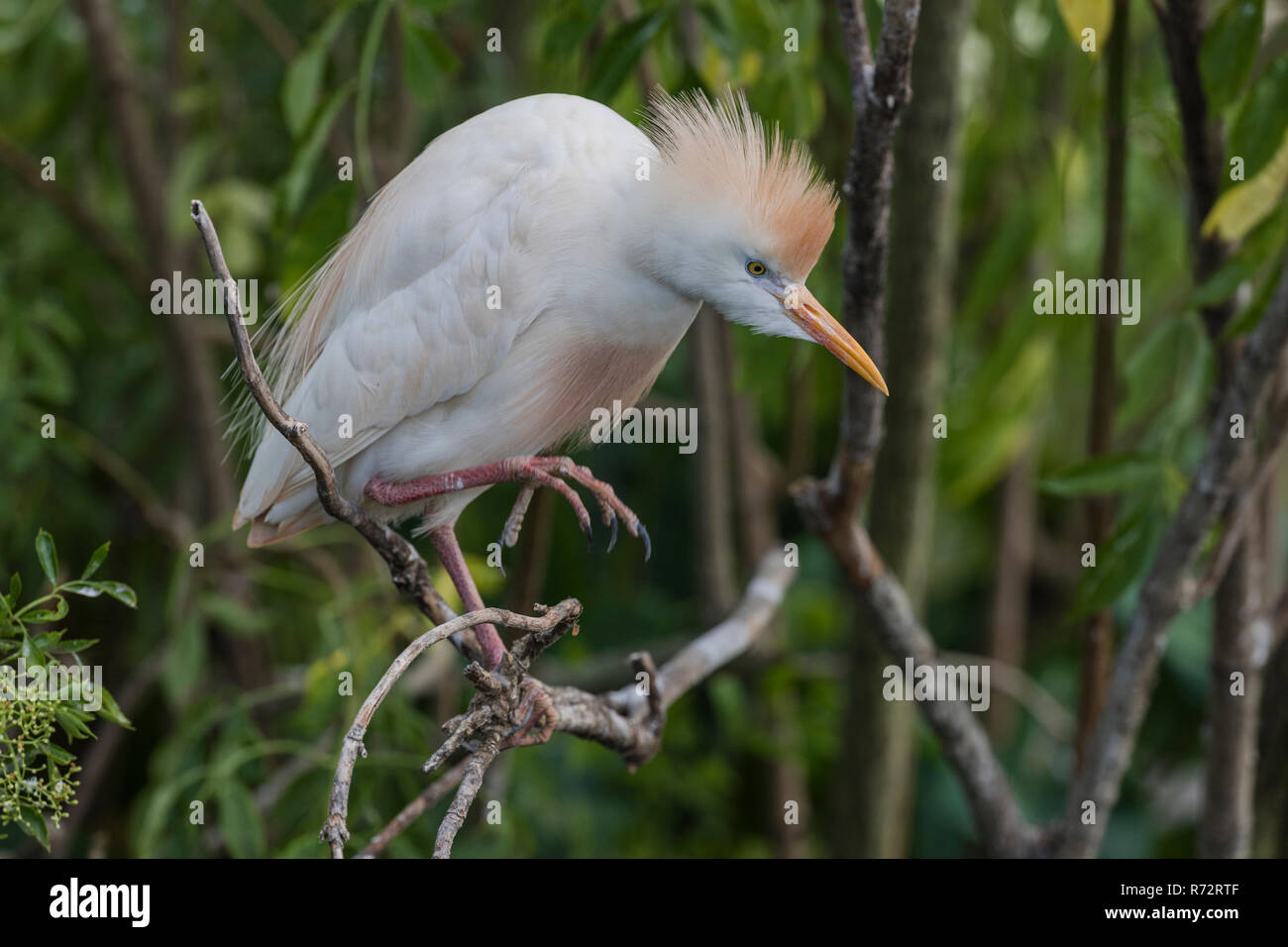 Kuhreiher, Florida, C, (Bubulcus ibis) Stockfoto