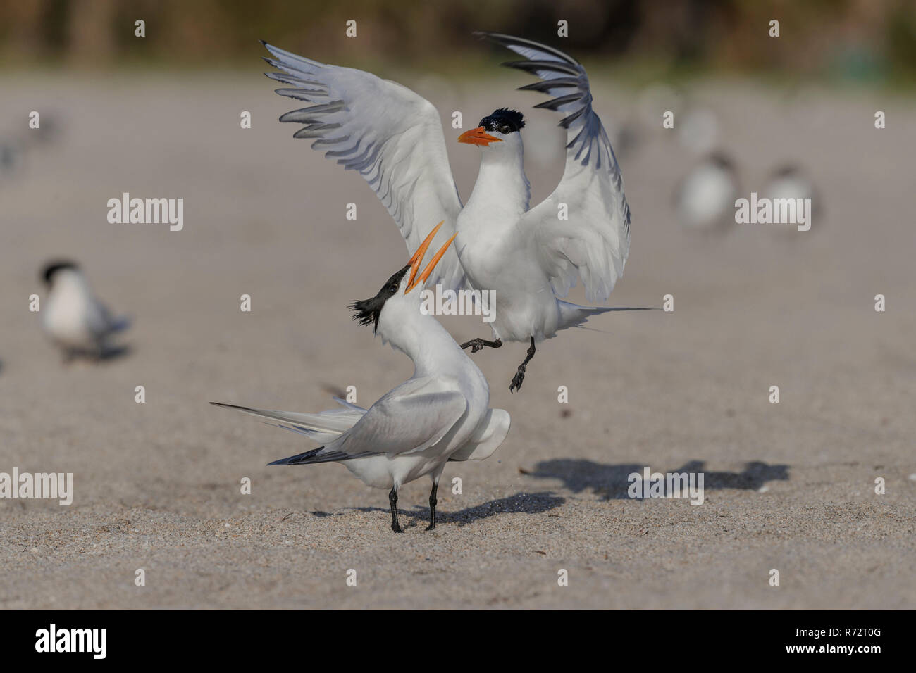 Royal tern, USA, Florida, (Sterna maxima) Stockfoto