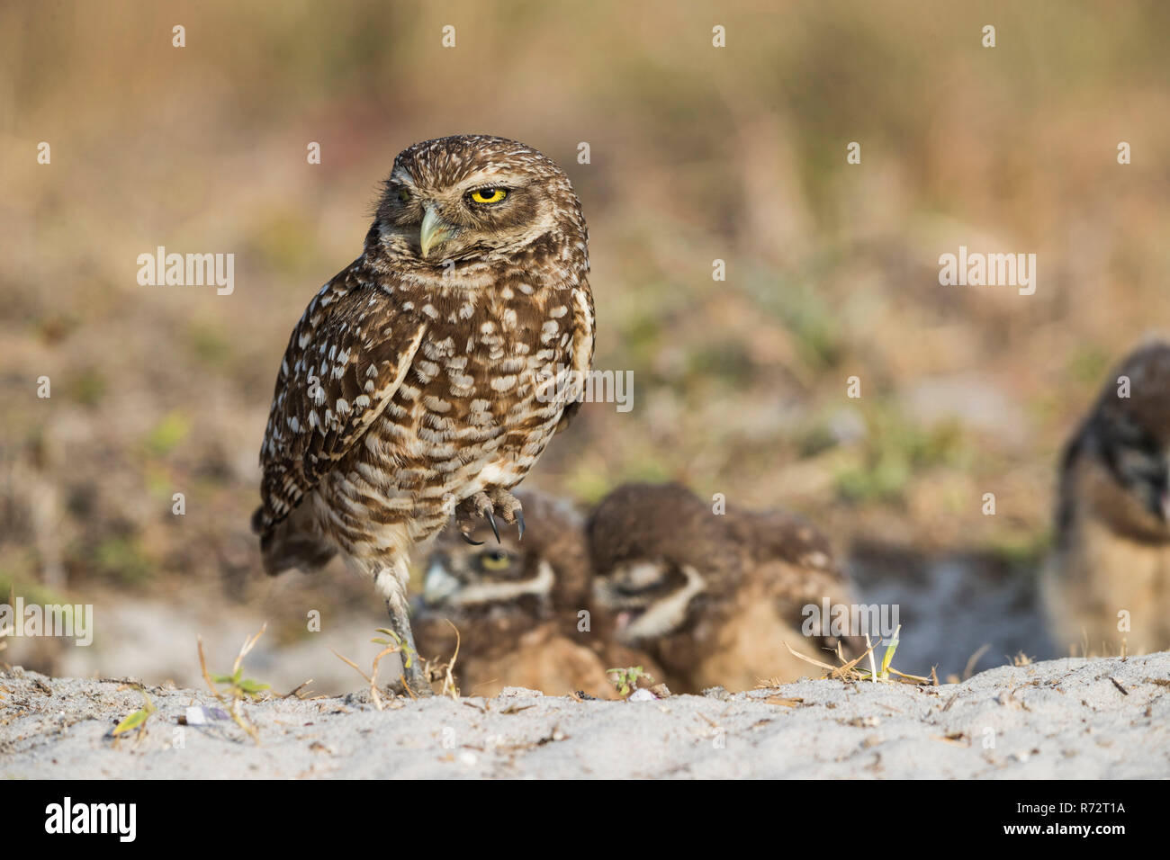 Grabende Eule, Florida, (Athene cunicularia) Stockfoto