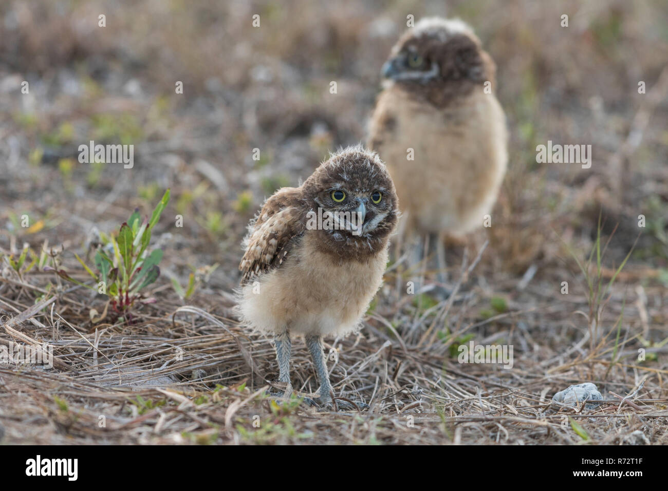 Grabende Eule juv, Florida, (Athene cunicularia) Stockfoto