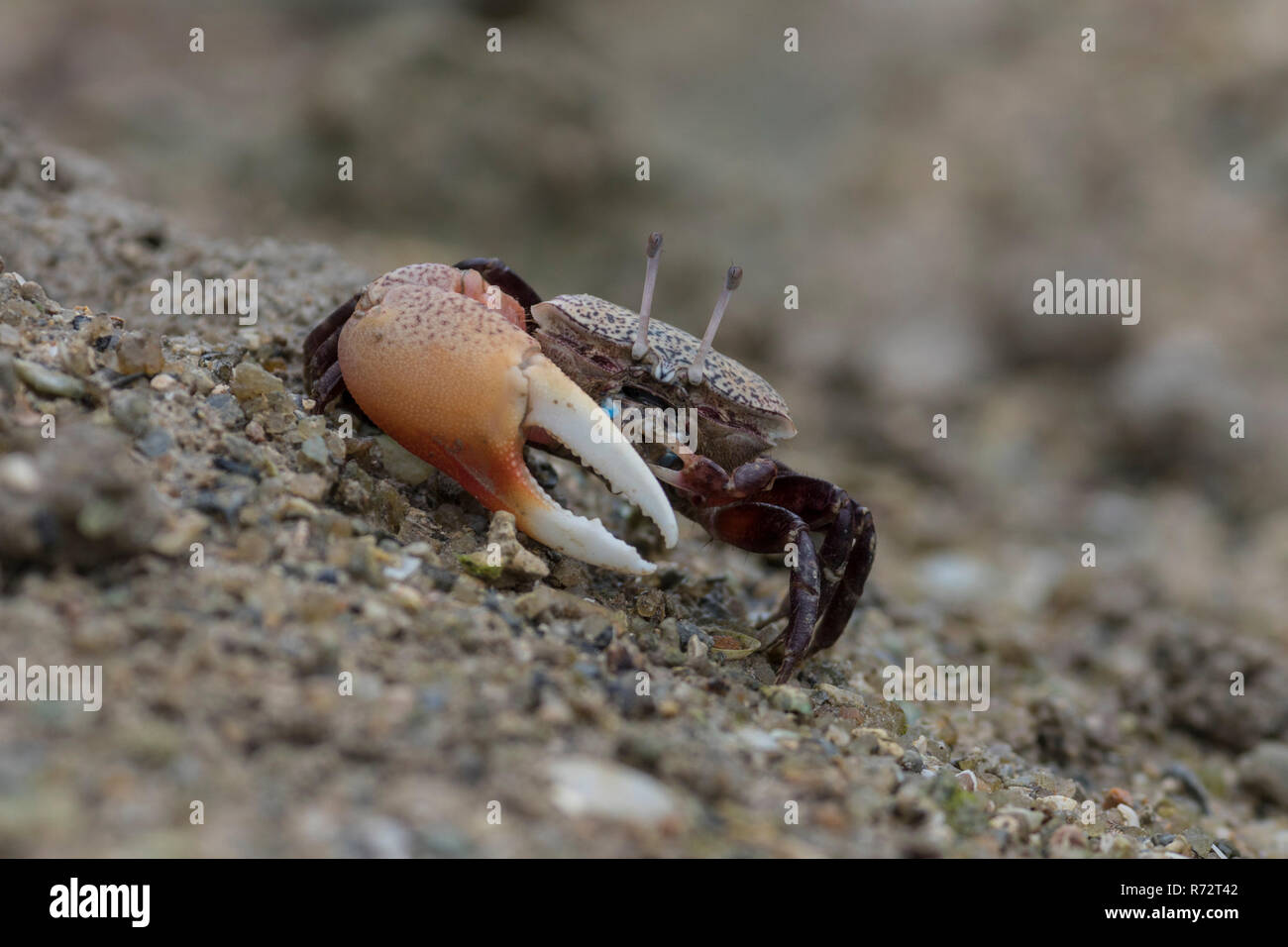 Fiddler Crab, Seychellen Inseln (Uca chlorophthalmus) Stockfoto