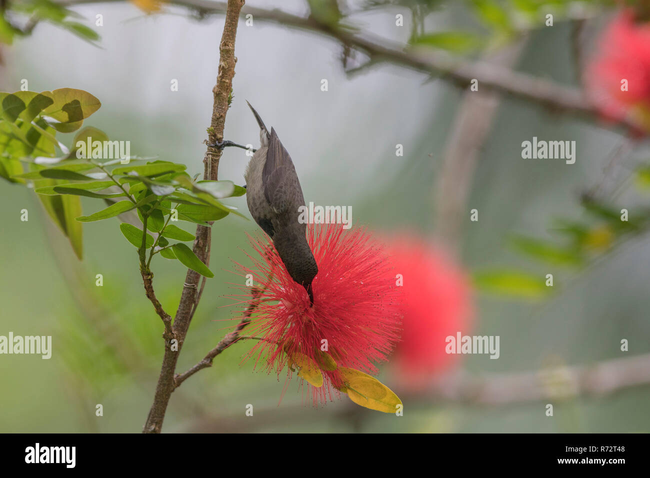 Seychellen sunbird, Seychellen, (Cinnyris dussumieri) Stockfoto