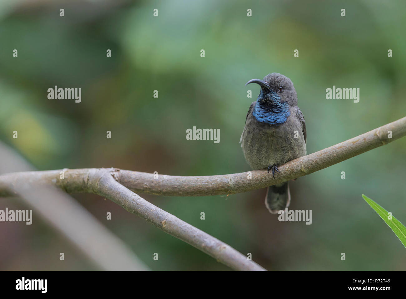 Seychellen sunbird, Seychellen, (Cinnyris dussumieri) Stockfoto