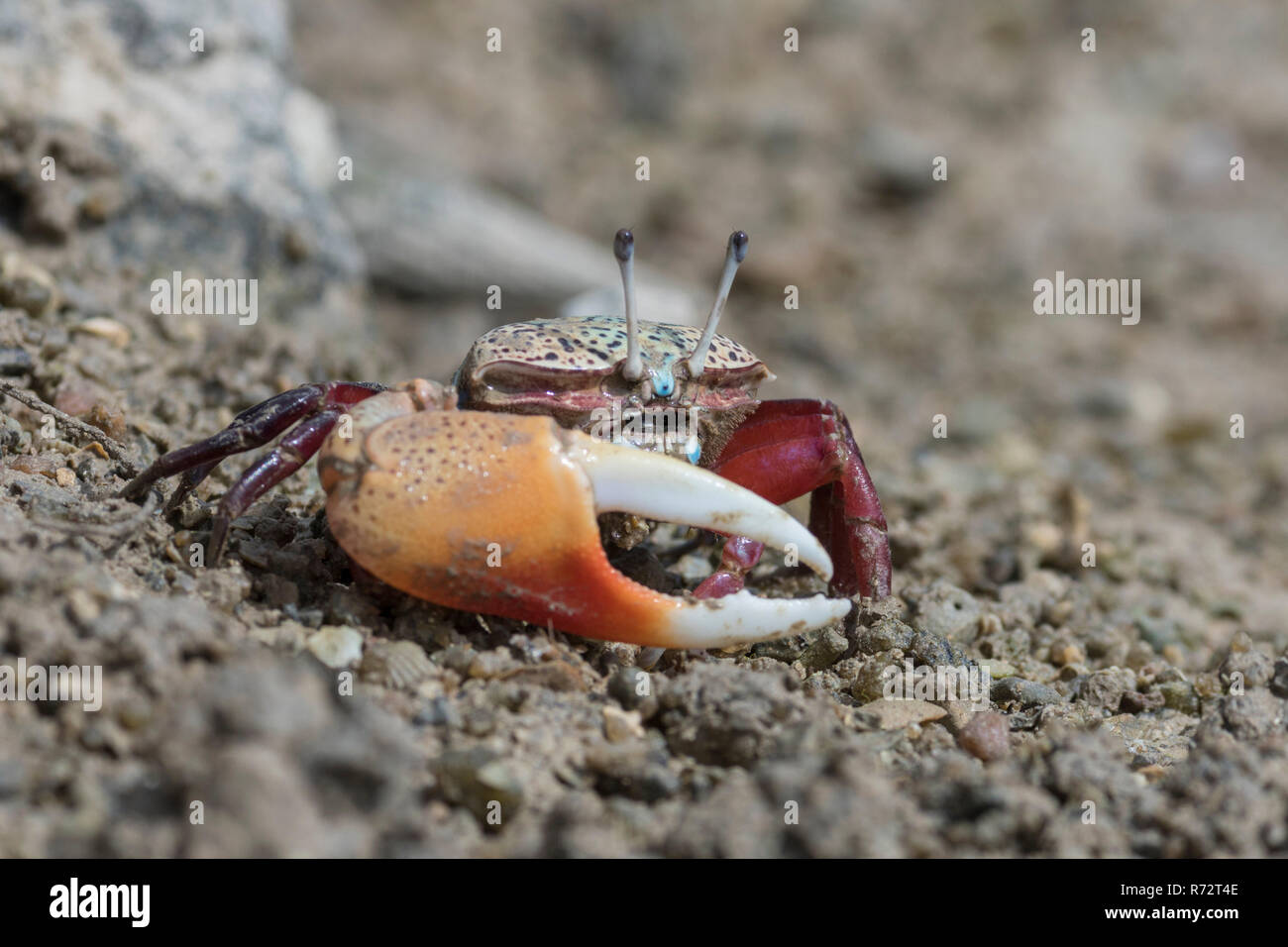 Fiddler Crab, Seychellen Inseln (Uca chlorophthalmus) Stockfoto