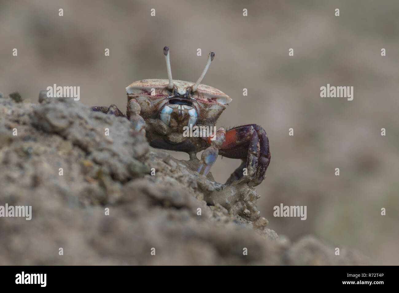 Fiddler Crab, Seychellen Inseln (Uca chlorophthalmus) Stockfoto