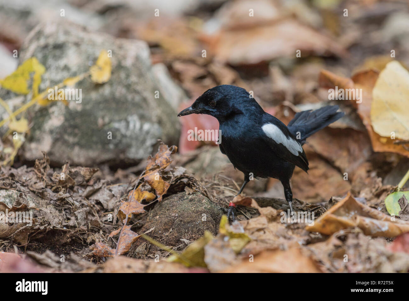 Seychellen magpie - Robin, Cousin Island, Seychellen, (Copsychus sechellarum) Stockfoto