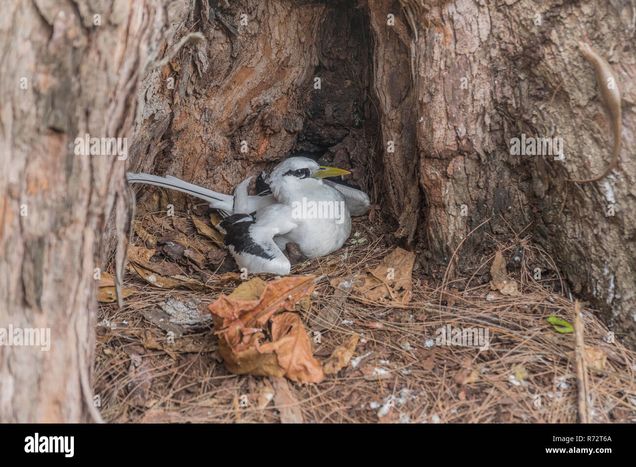 White-tailed tropicbird, (Phaethon Lepturus), Bird Island, Seychellen Stockfoto