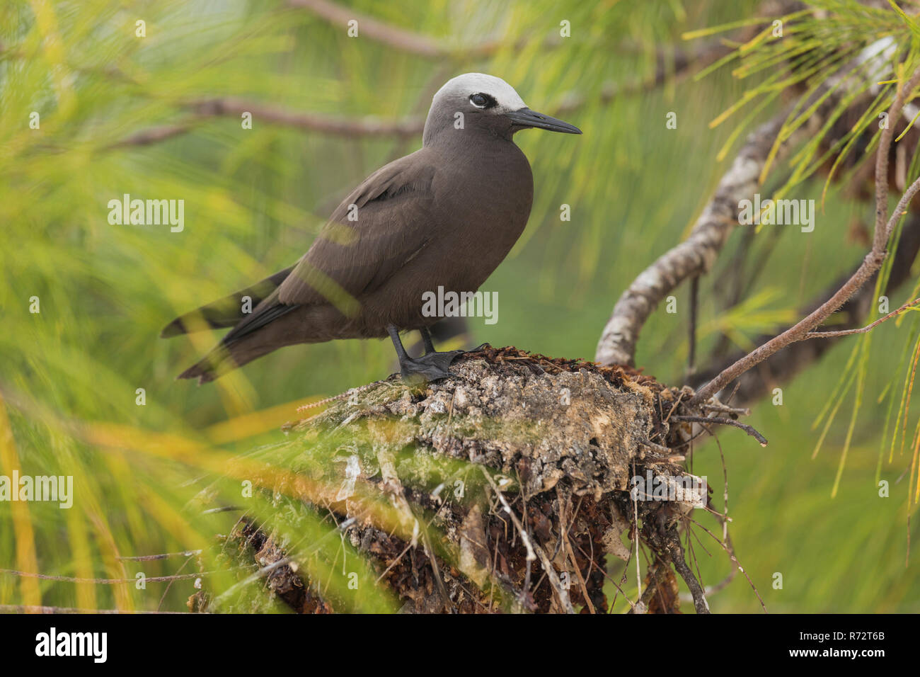 Noddy, Bird Island, Seychellen, (Anous stolidus) Stockfoto