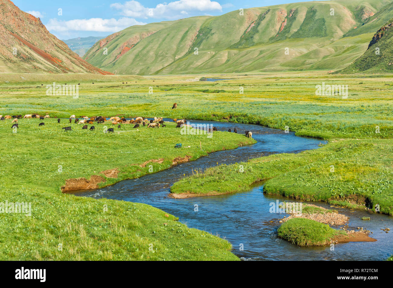 Schafherde Weiden entlang Mountain River, Naryn Schlucht, der naryn Region, Kirgisistan Stockfoto