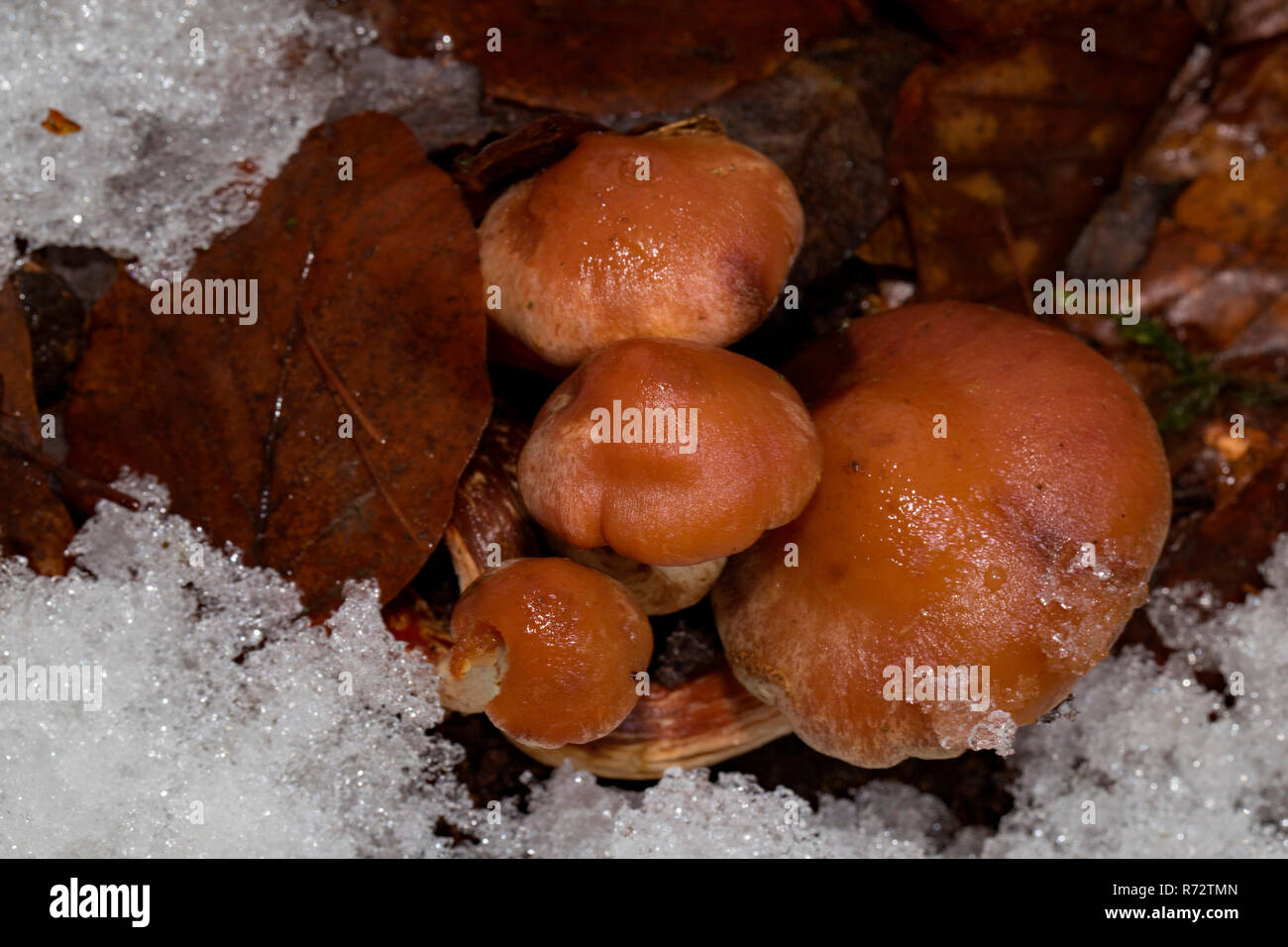 Goldene Nadel Pilz (Flammulina velutipes), Stockfoto
