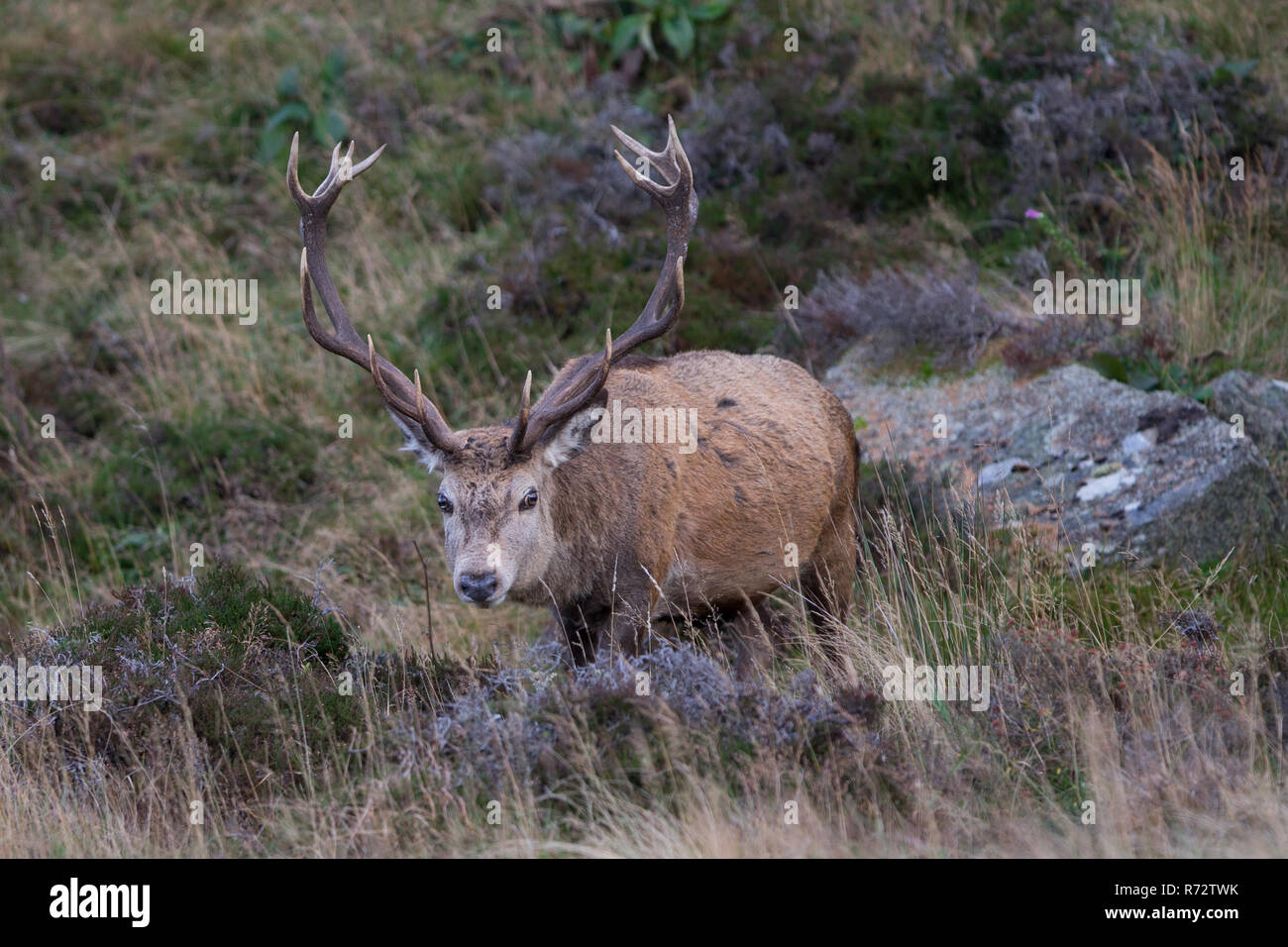 Red deer Hirsch in Glen Muick, Cairngorms, Schottland. Stockfoto