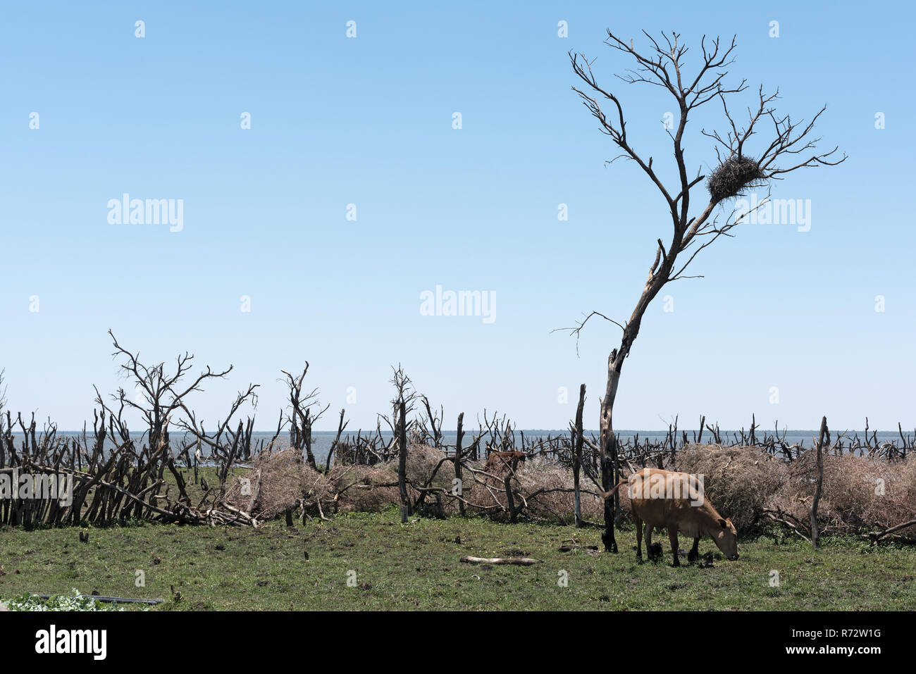 Vieh auf der Weide am Ufer des Sees ergiessende Okawango südlich des Okawango Delta in Botswana. Stockfoto