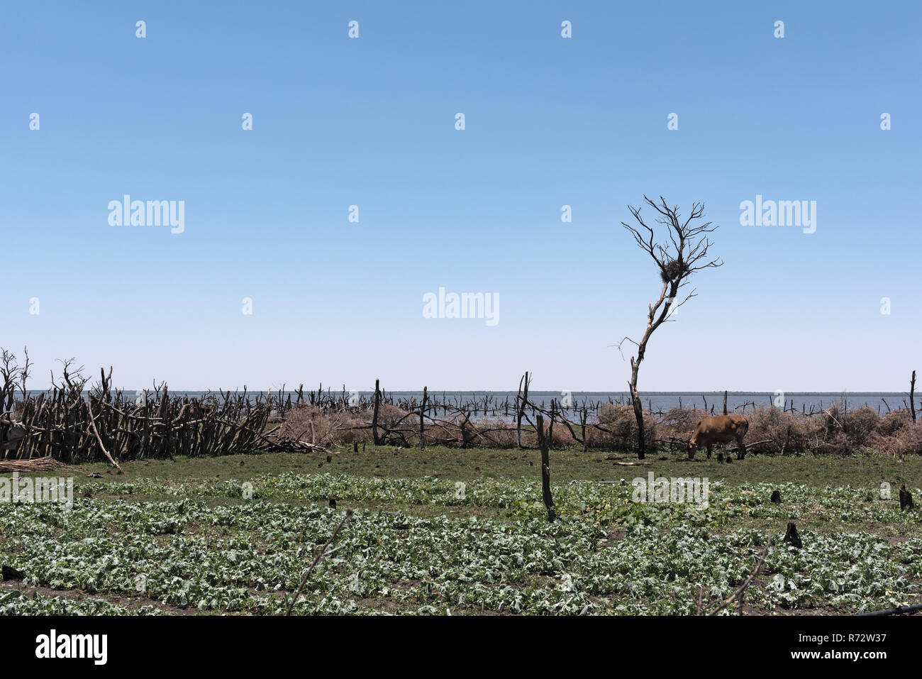 Vieh auf der Weide am Ufer des Sees ergiessende Okawango südlich des Okawango Delta in Botswana. Stockfoto