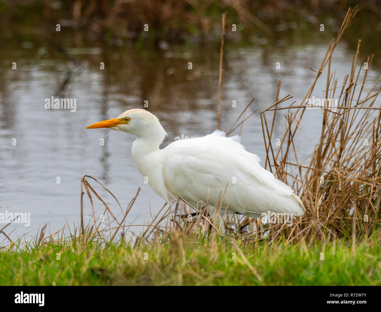 Kuhreiher (Bubulcus ibis) ny Waters Edge Stockfoto