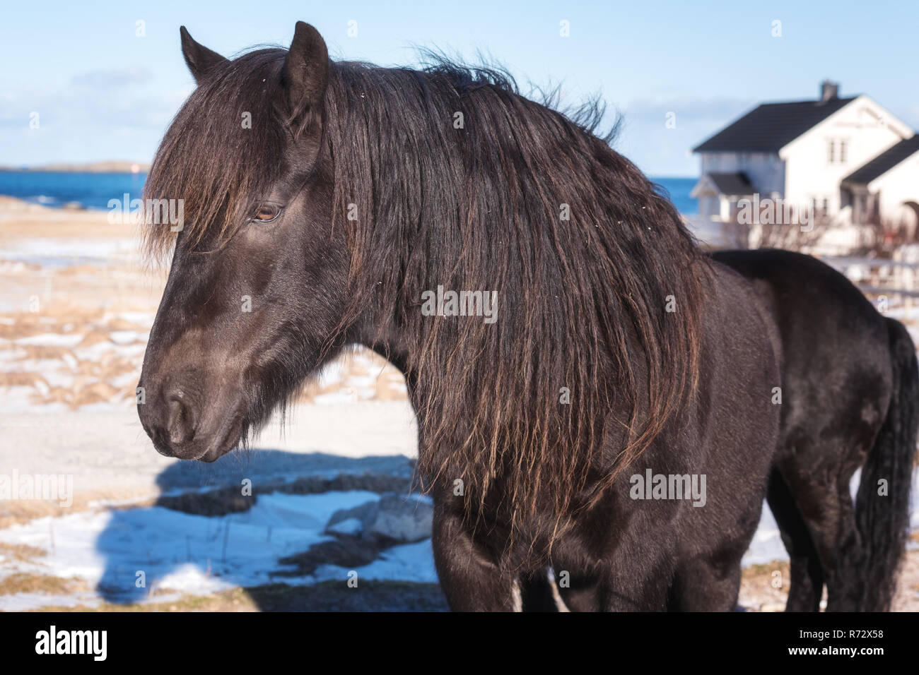 Schöne norwegische Pferd, Rasse Dole Gudbrandsdal auf einem Bauernhof, Winter auf den Lofoten Inseln, Norwegen Stockfoto