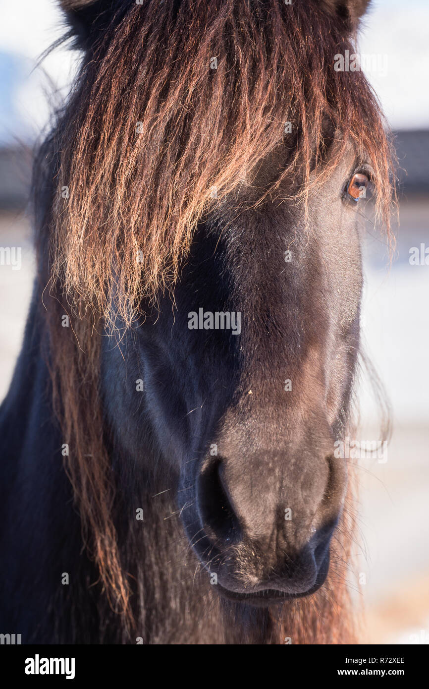 Schöne norwegische Pferd, Rasse Dole Gudbrandsdal, Porträt, Nahaufnahme, Lofoten, Norwegen Stockfoto