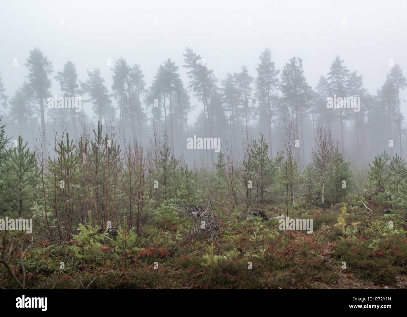 Herbst Wald landschaft in Skandinavien Stockfoto