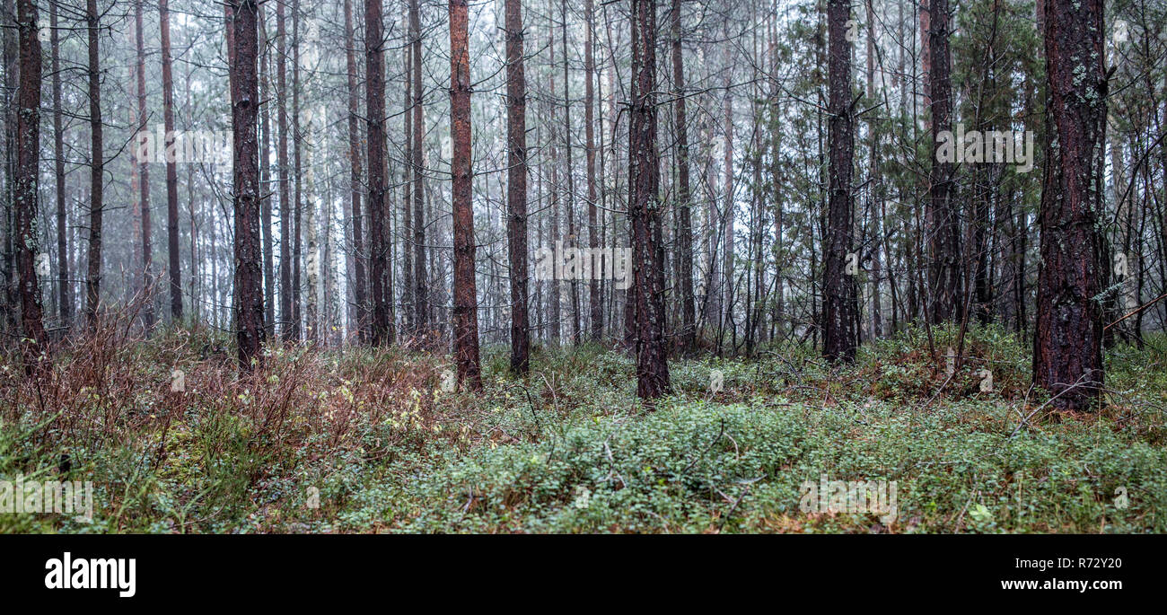 Eine skandinavische Wald Stockfoto