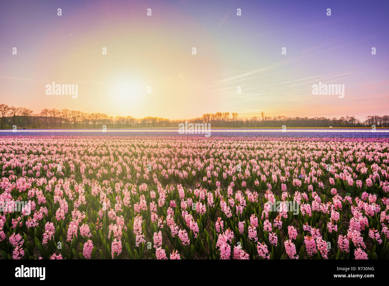Bunt blühende Blume Bereich mit pinkfarbenen und blauen Hyazinthen während des Sonnenuntergangs. Beliebte Ausflugsziel im Frühling zu besuchen Stockfoto