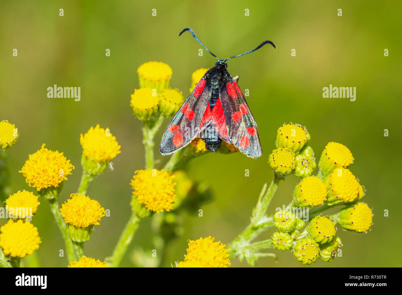 Nahaufnahme eines Six-spot Burnet Schmetterling Zygaena Filipendulae, Bestäubung auf Ragwort gelbe Blumen Extensa vulgaris tagsüber. Stockfoto