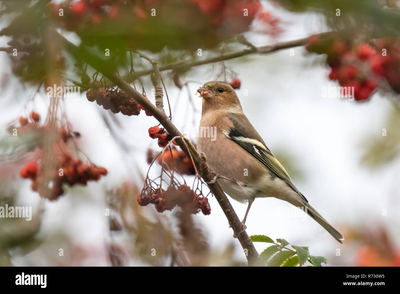 Gemeinsame Buchfink (Fringilla coelebs) essen Beeren in einem weißdornbusch auf eine körnige Tag im Herbst Saison Stockfoto