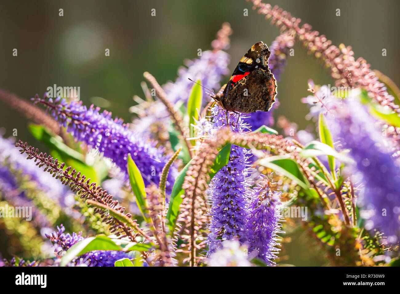 Red Admiral Schmetterling, Vanessa atalanta, Fütterung Nektar auf lila Blumen in einem Garten. Stockfoto