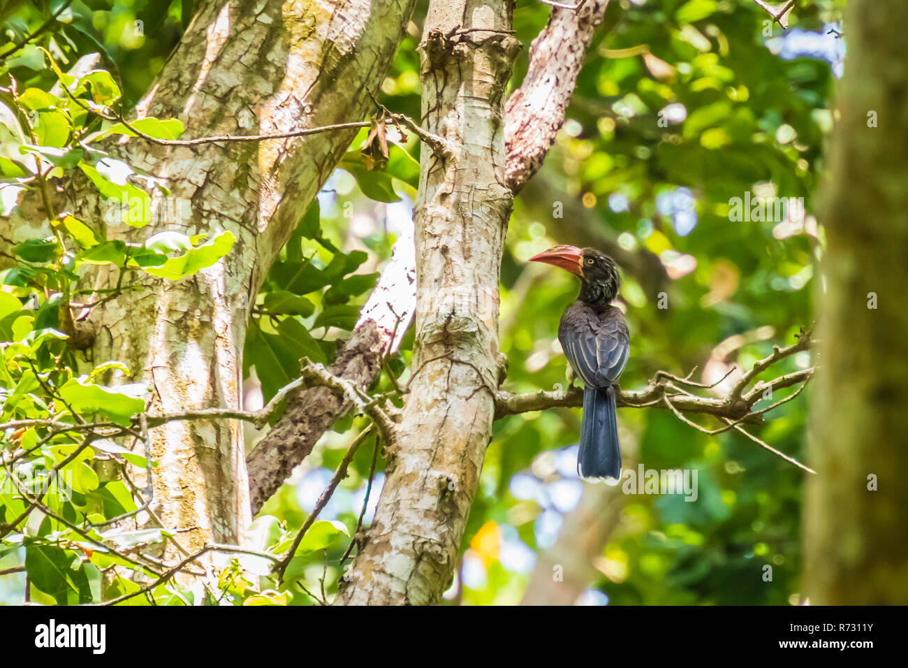 Die afrikanische gekrönt hornbill Lophoceros alboterminatus Vogel in einem dichten, grünen Dschungel Wald thront auf einem sonnigen Tag in den Jozani Chwaka Bay National Park Stockfoto