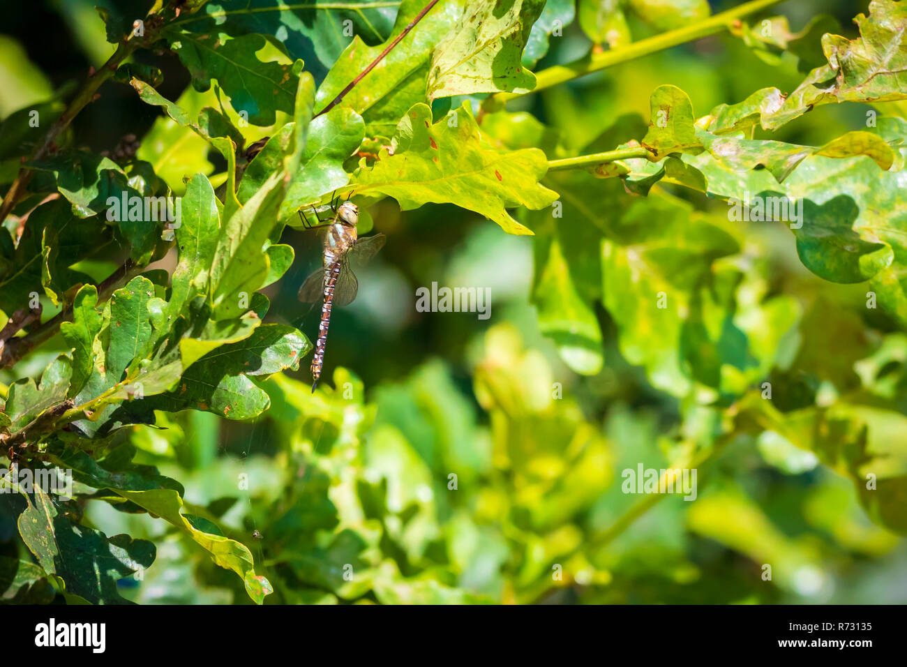 Nahaufnahme eines Migranten hawker Aeshna mixta ruhen unter Blätter in einem Baum in einem Wald an einem sonnigen Tag. Stockfoto