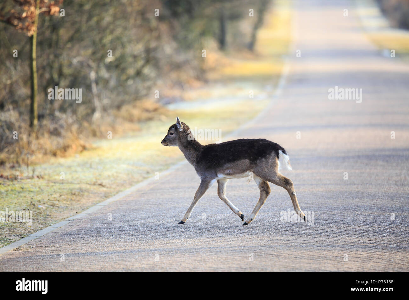 Damwild (Dama Dama) juvenile fawn Überqueren einer Straße Stockfoto