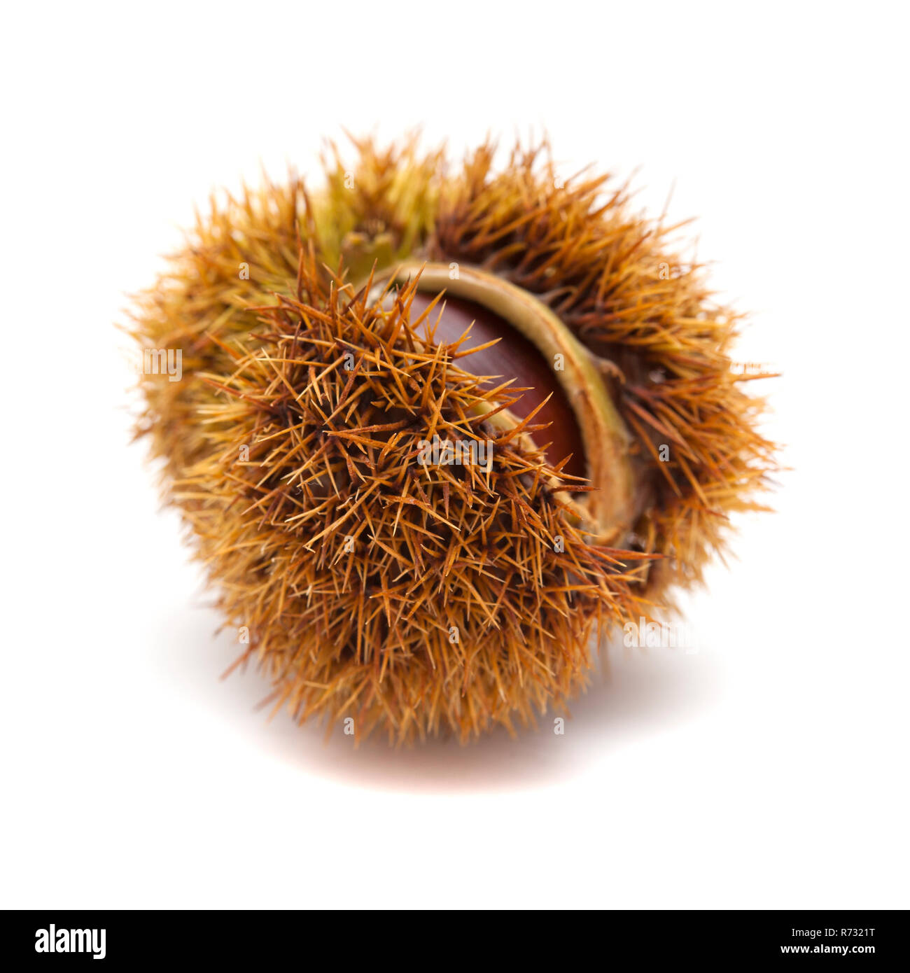 Sweet Chestnut islated auf weißem Hintergrund Stockfoto