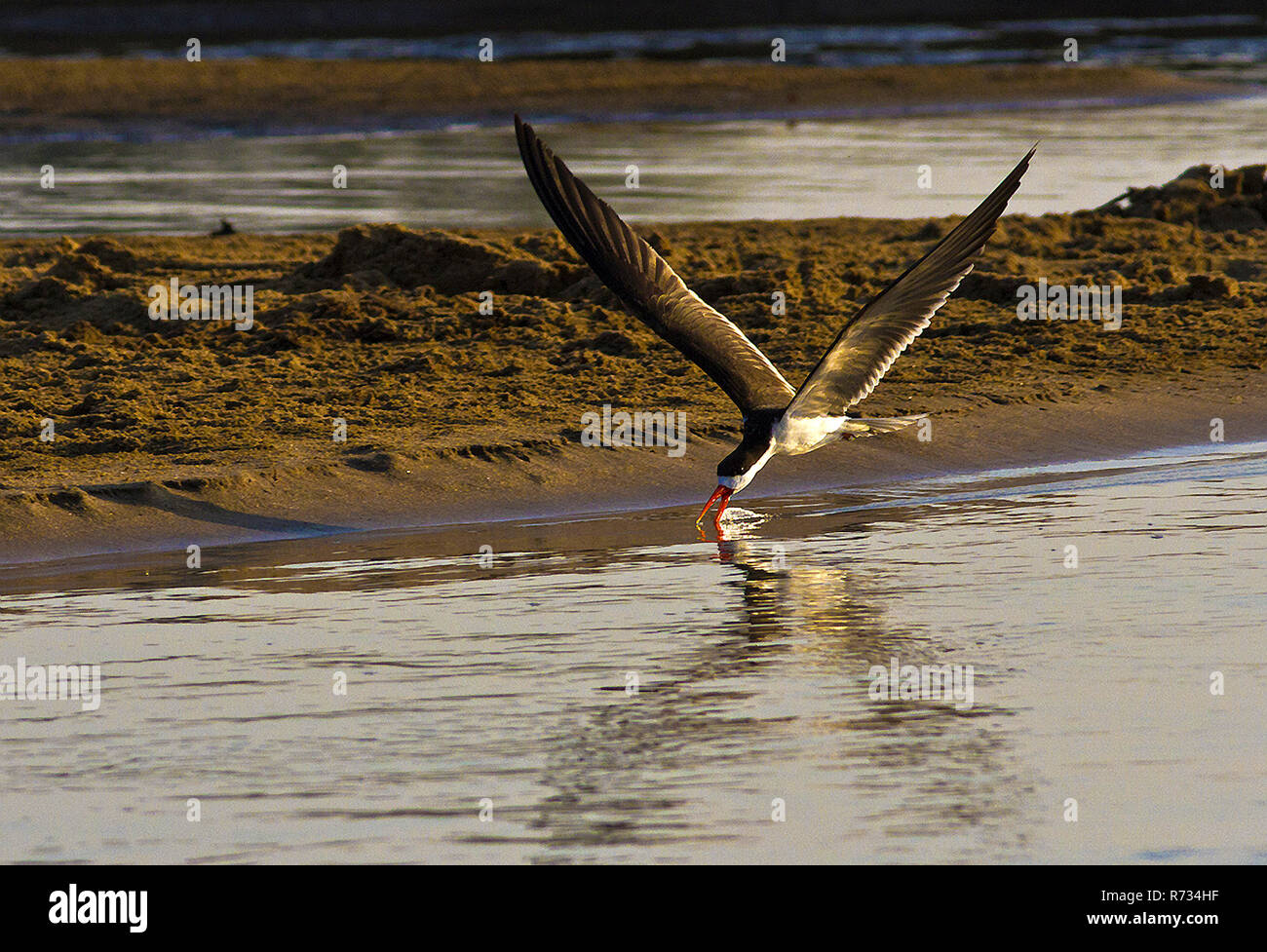 Die African Skimmer bietet saisonale Bewegungen rund um den afrikanischen Bereich wie der Rückgang der Wasserstände, die Sandbänke ausgesetzt isoliert folgt Stockfoto