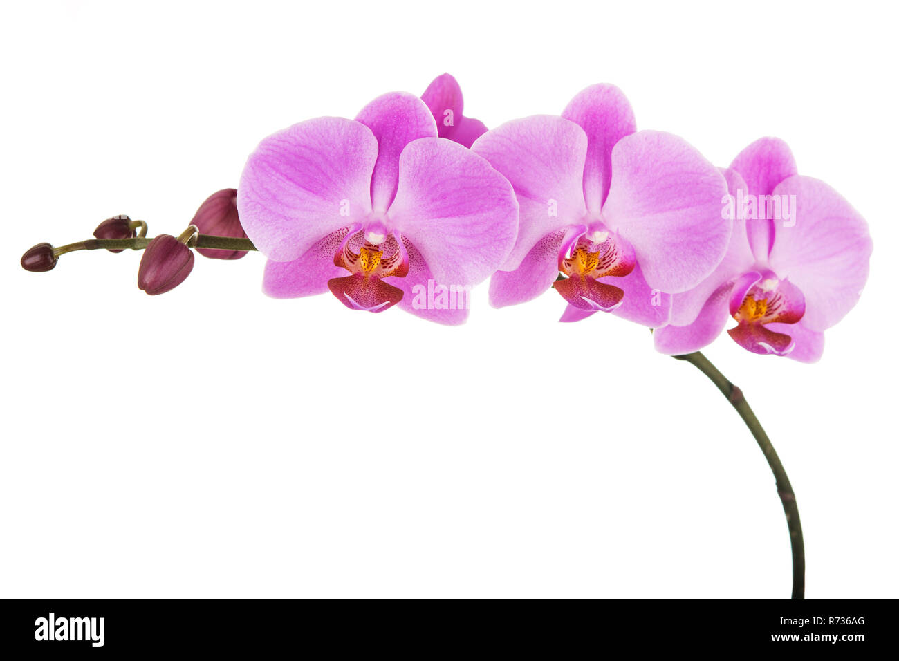 Lila Phalaenopsis Orchidee Blumen auf weißem Hintergrund. Nahaufnahme Stockfoto