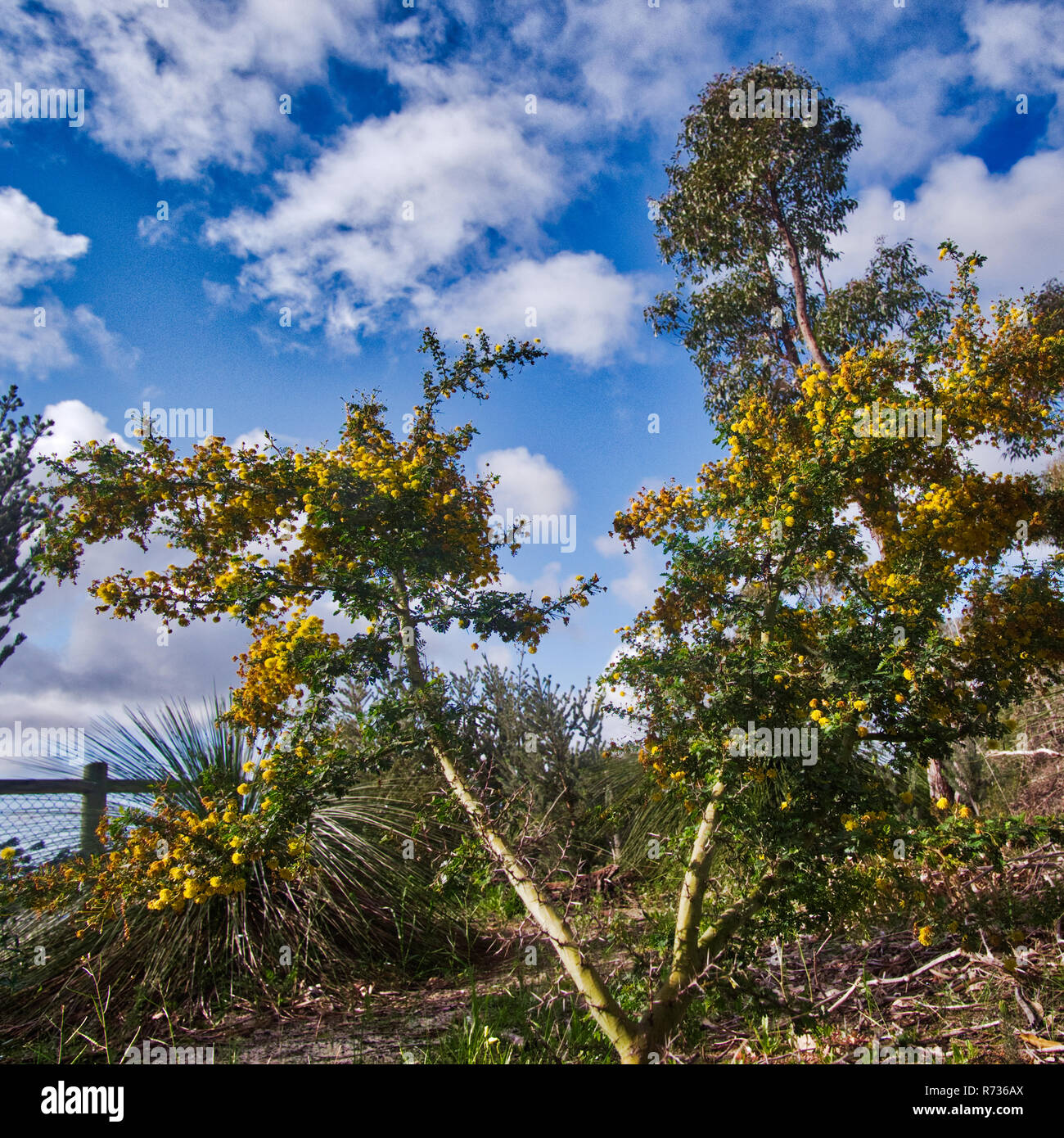 Der gelbe Australier Mimosa 1 von 5 Acacia pulchella ist ein häufiger australischer blühender Baum, der während eines botanischen Exkurses im Ashbrook Park W.A. fotografiert wurde Stockfoto