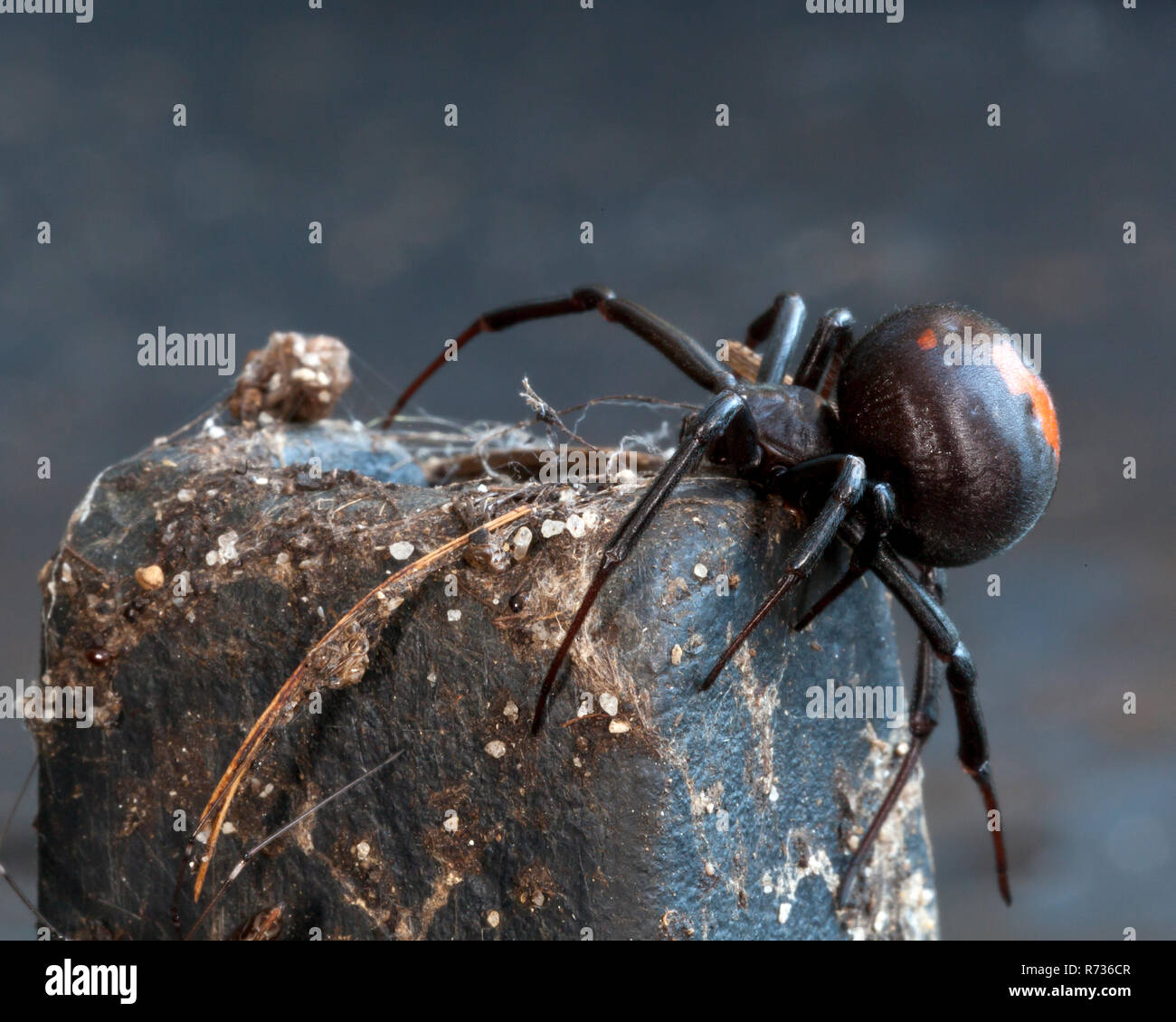 Australische giftigen redback Spider Stockfoto