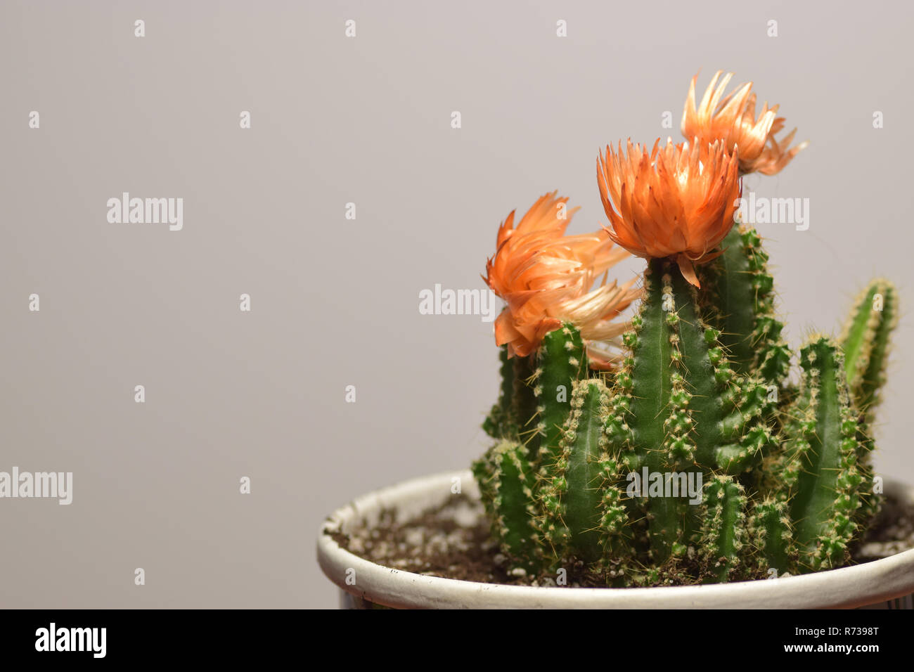 Cactus, isoliert, Pflanze, weiße, Topf, Hintergrund, Grün, saftig, Dekoration, Natur, Topfpflanzen, Garten, Wachsen, Aloe, Haus, kleines, Design, sammeln Stockfoto