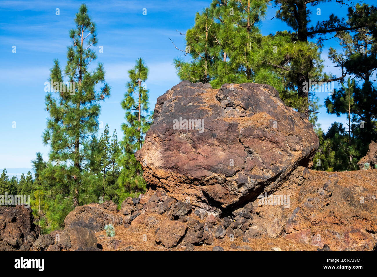 Große vulkanische Bombe, Rock, in der Kiefernwälder von Pinus canariensis Bäume auf Teneriffa, Kanarische Inseln, Spanien Stockfoto