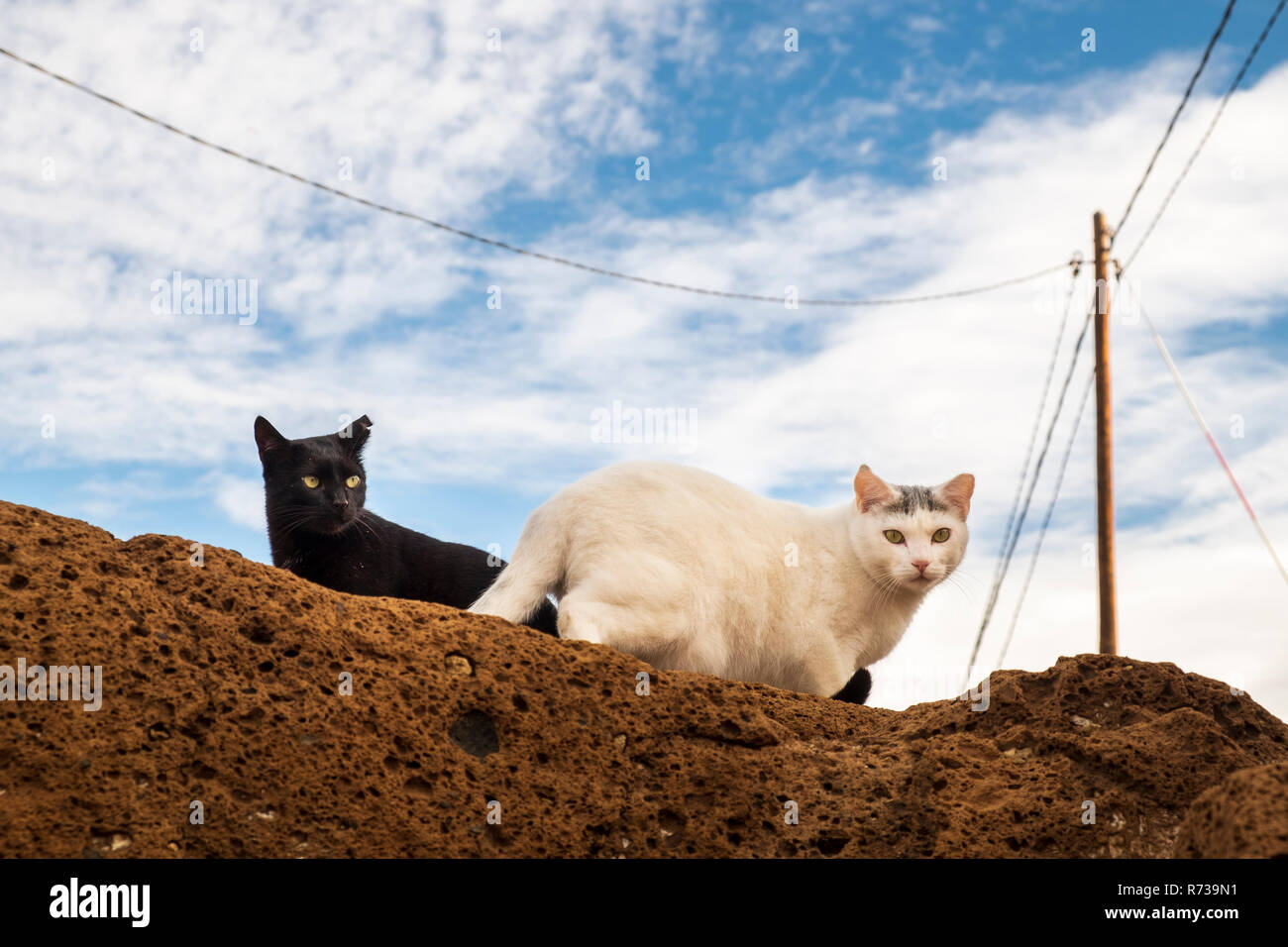 Zwei Katzen, ein Schwarzes, ein weißer, misstrauisch, unten von einem Sandfarbenen Felsen in El Puertito, Costa Adeje, Teneriffa, Kanarische Inseln, Spanien Stockfoto