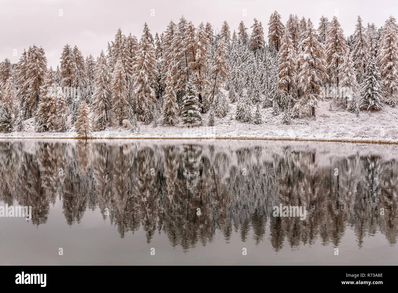 Schöne Aussicht mit verschneiten Wald, Tannen und Lärchen im Schnee, den See und die Spiegelungen im Wasser Stockfoto